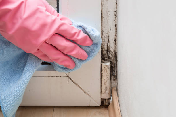 Trusted Camp Hill, PA Mold Removal Experts
